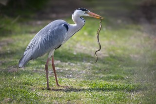 Camargue