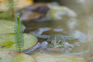 Lézards, grenouilles &amp; co