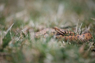 Lézards, grenouilles &amp; co