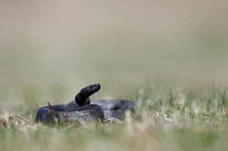 Lézards, grenouilles &amp; co