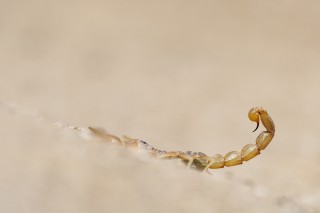 Lézards, grenouilles &amp; co