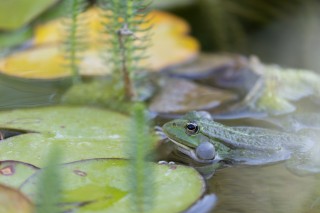 Lézards, grenouilles &amp; co