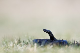 Lézards, grenouilles &amp; co